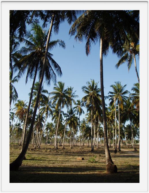 Palm grove