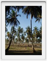 Palm grove