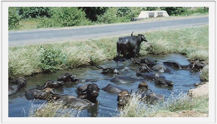 Near Pune, India