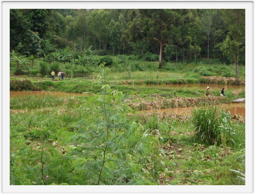 Paddy fields