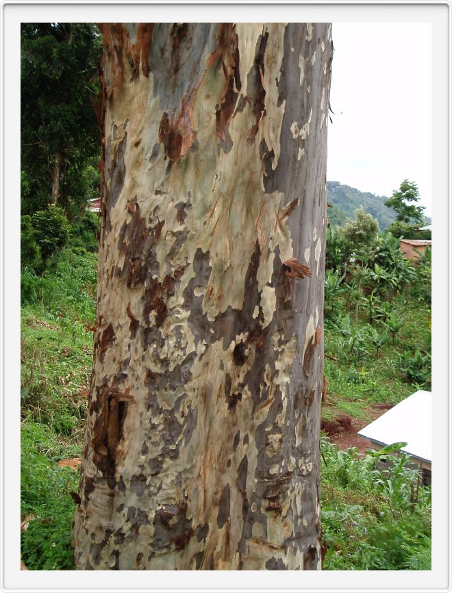 Eucalyptus bark