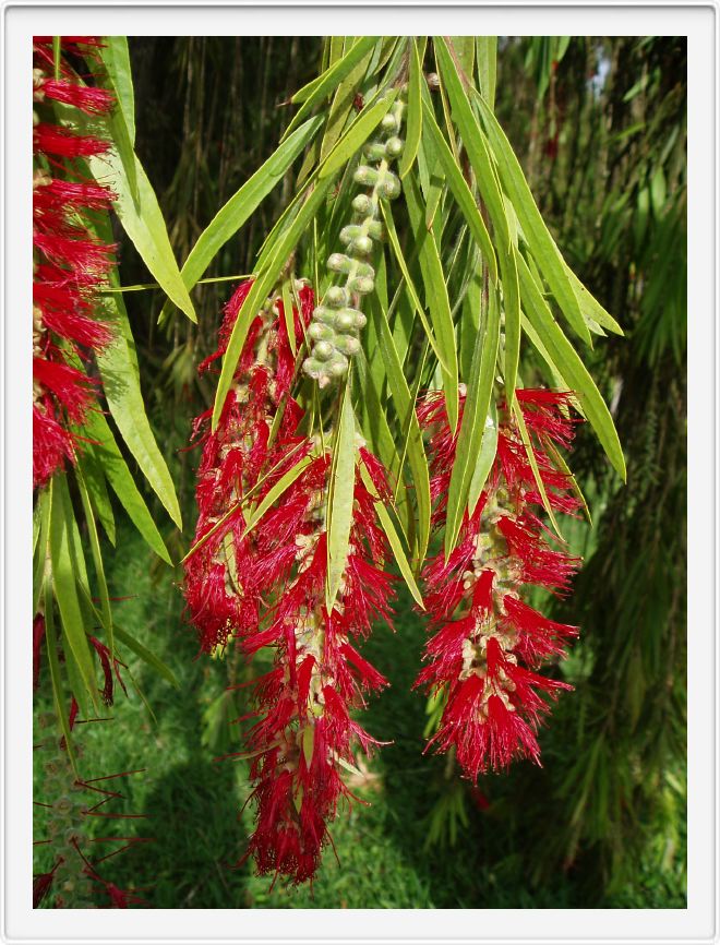 More red blossoms