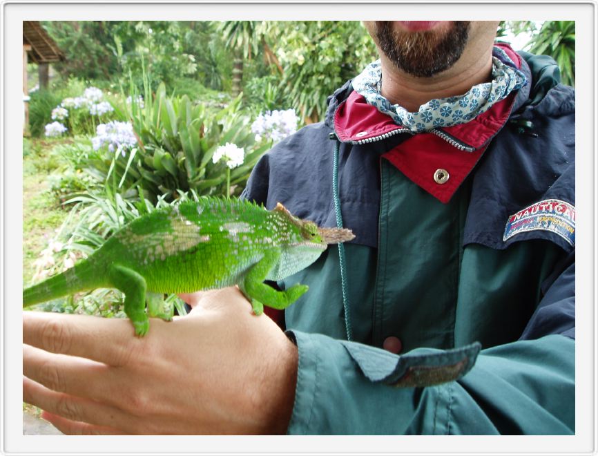 Pet chameleon