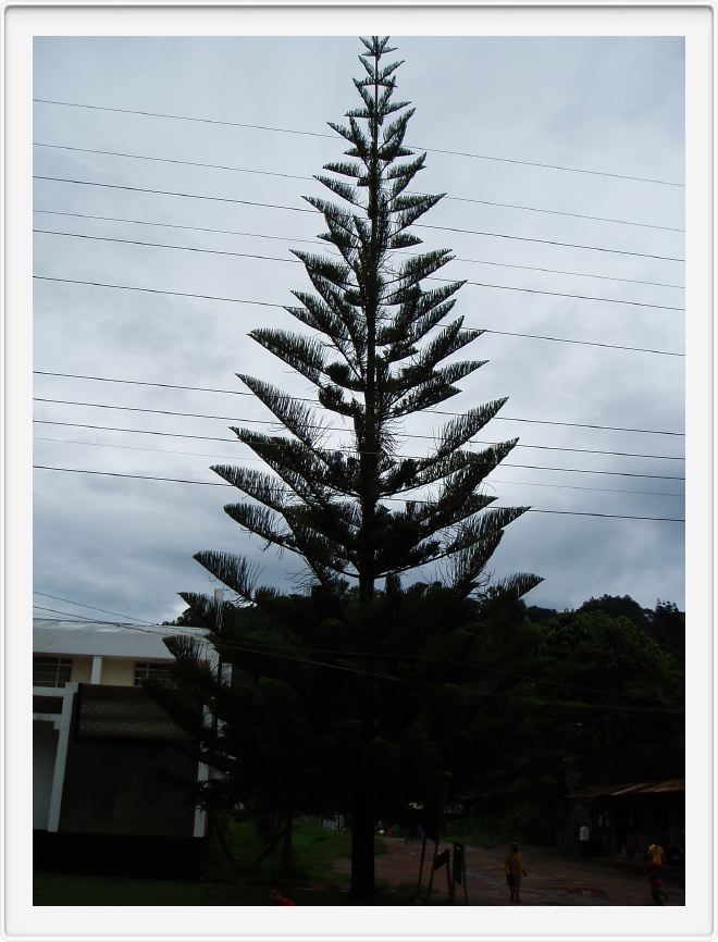 An elegant Araucaria tree