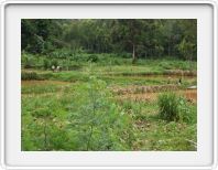 Paddy fields