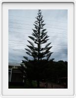 An elegant Araucaria tree