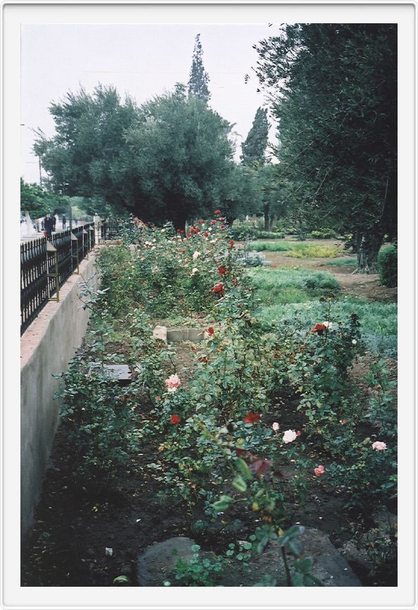 Rose bushes