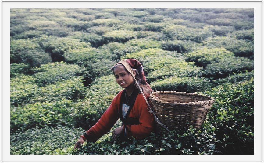 Tea picker