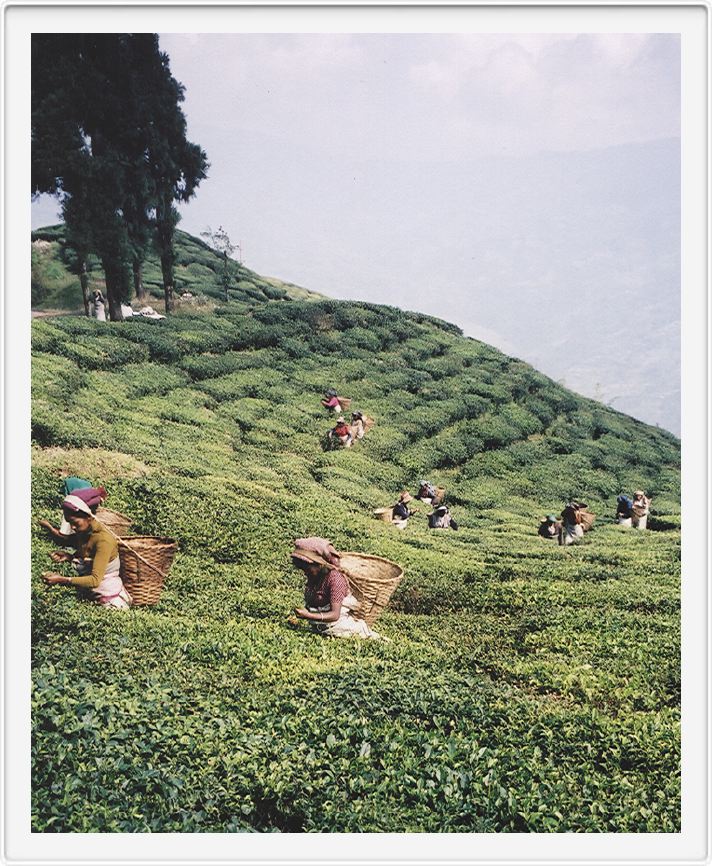 Tea plantation