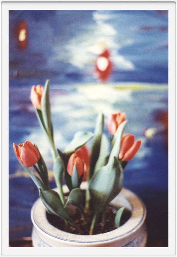 Tulips sing in Spring