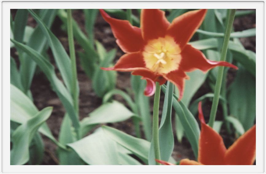 Tulip fest, Ottawa