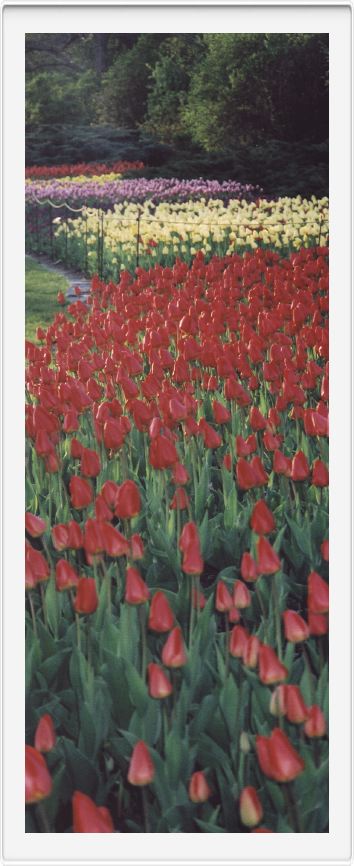 A river of tulips