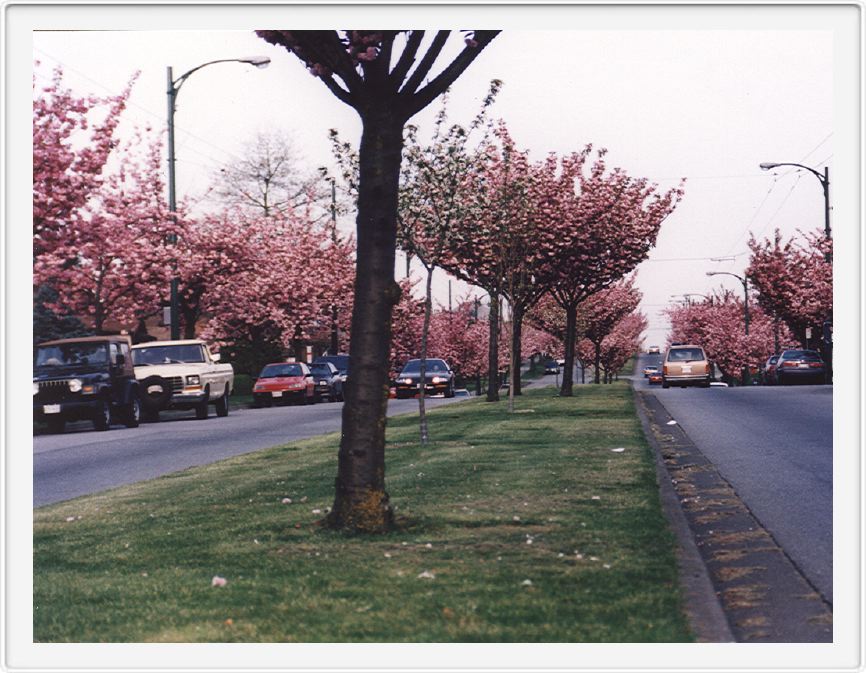 Cherry blossoms, Van.