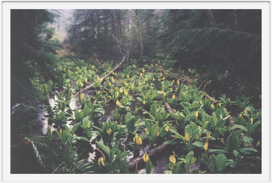 BC countryside, early summer