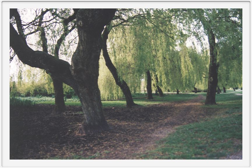 Weeping, willows, Van.