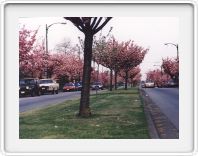 Cherry blossoms, Van.