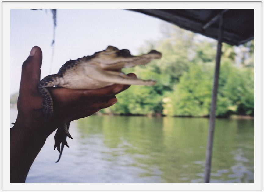 Croc. on the river