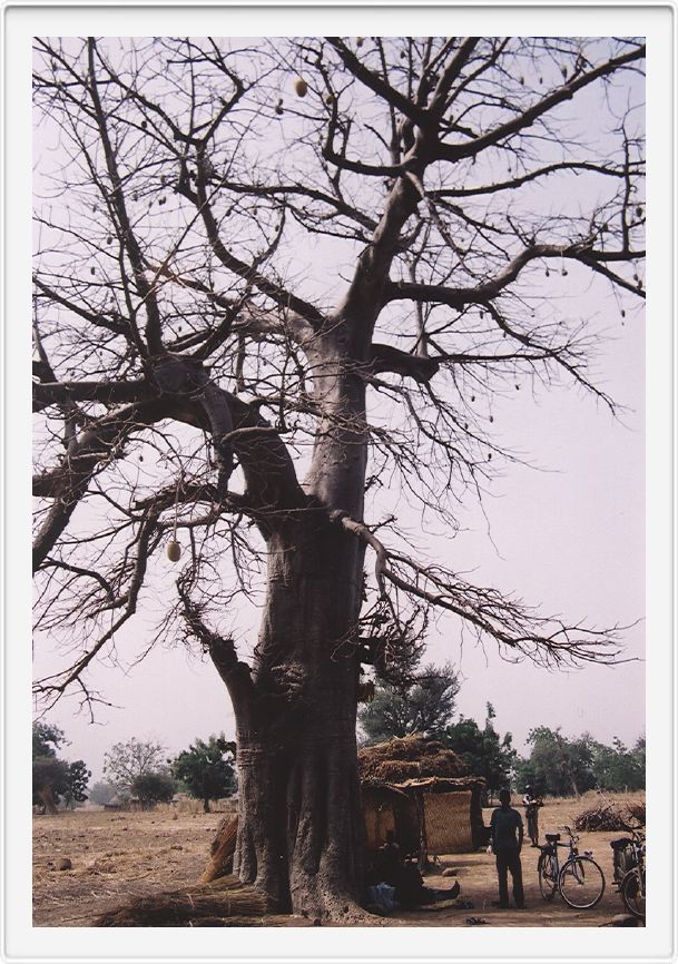 Baobab tree