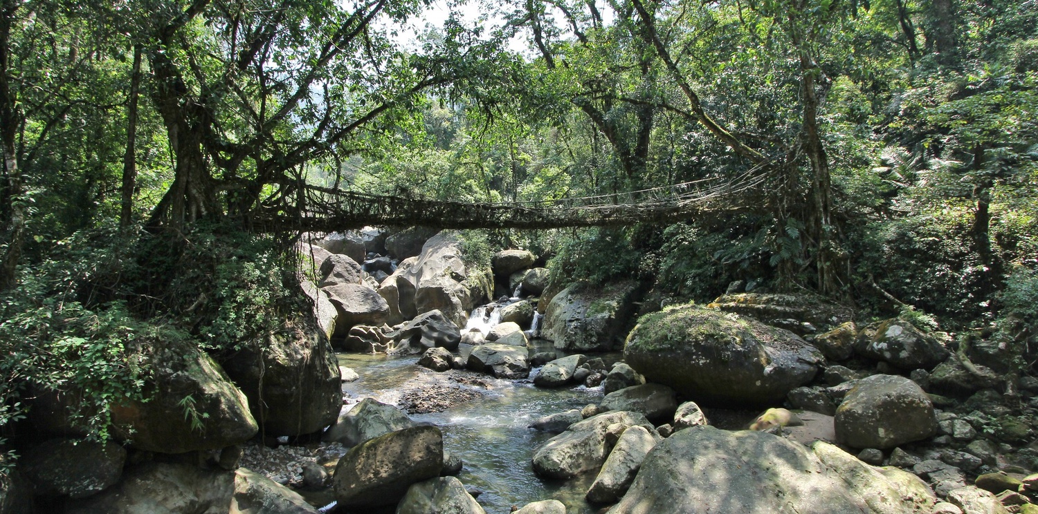 Root bridge, Meghalaya, India