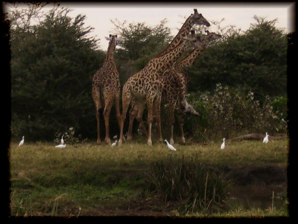 The irresistible giraffes with egrets