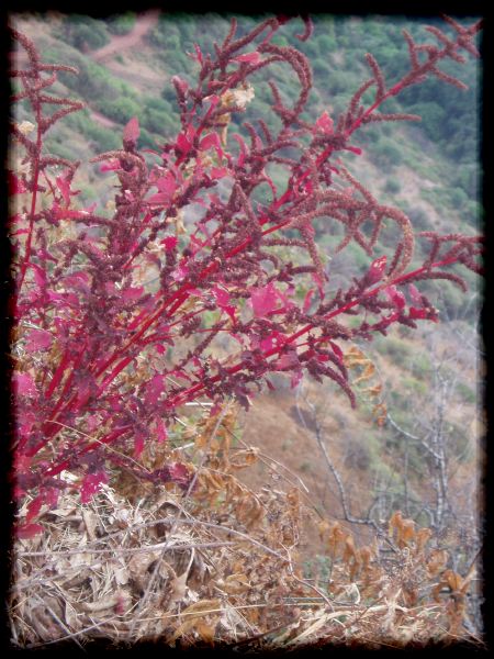 Red blossoms