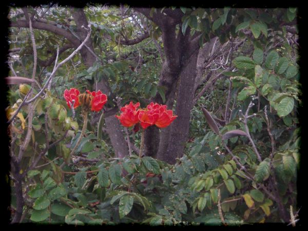 Lake Manyara Hotel flora