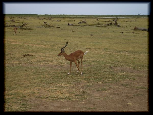 Male impala