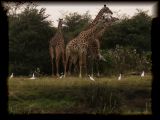 The irresistible giraffes with egrets