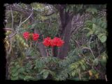 Lake Manyara Hotel flora