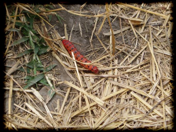 Caterpillar