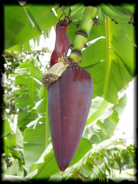 Banana fruit