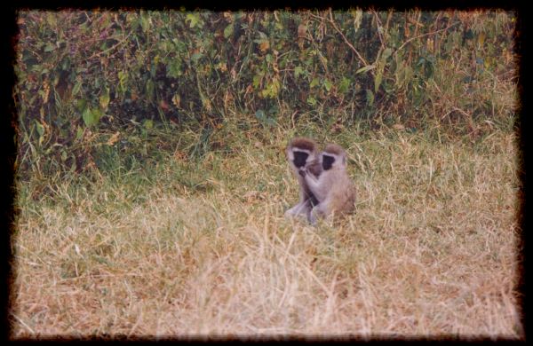 Vervet monkeys