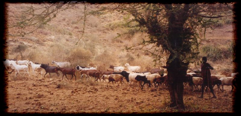 Boy herder, Engaruka