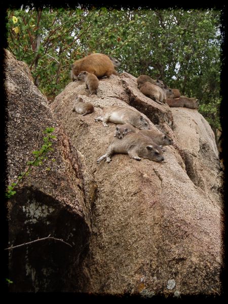 Rock Hyrax colony