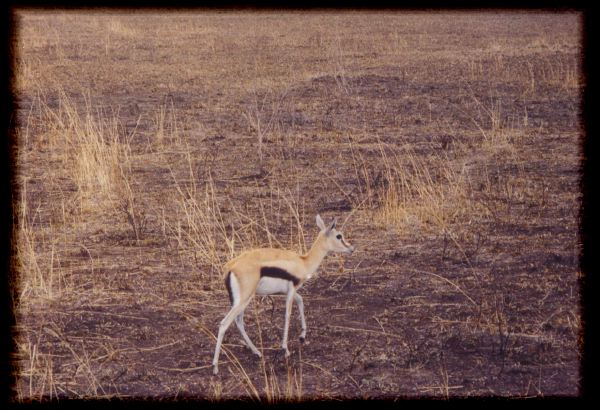 A wary Thompson's gazelle