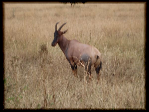 The less abundant Topi