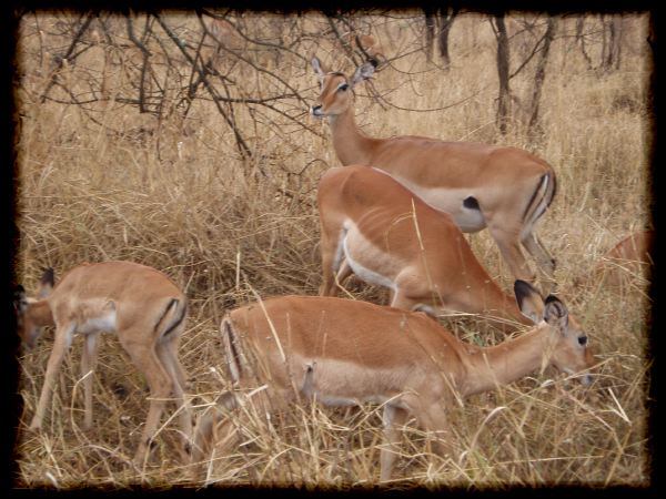 Impala harem