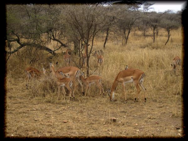 More female impalas