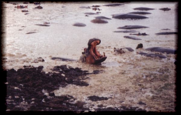 Hippo Yawn