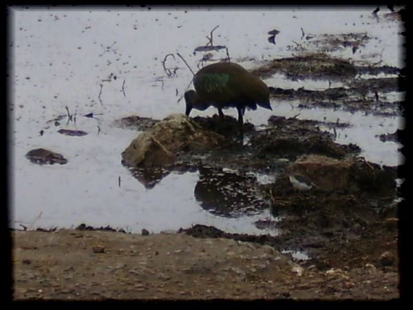 Glossy ibis