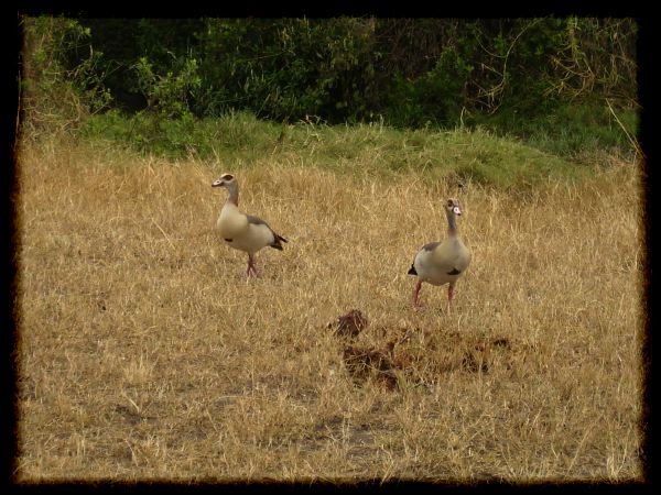 Egyptian geese