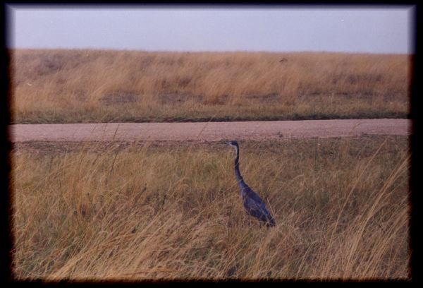 Black-headed Heron