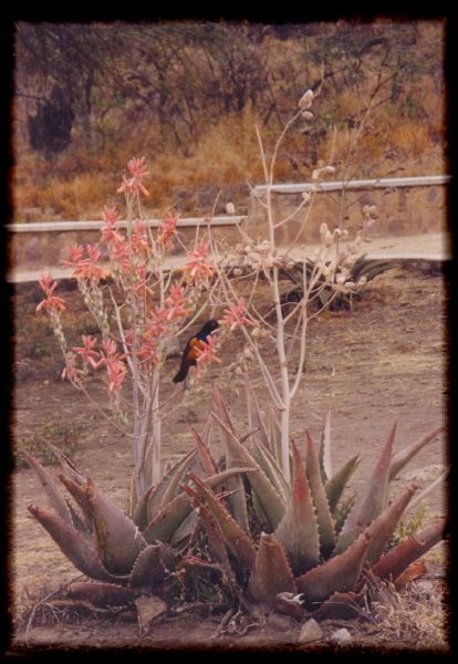 Starling on a aloe