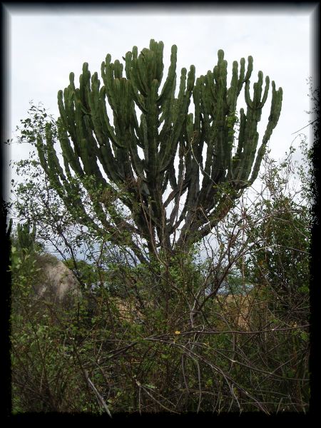 Euphorbia candelabra