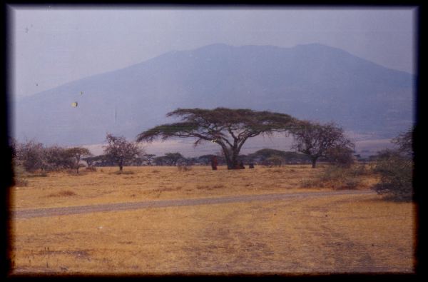 Maasai and acacia