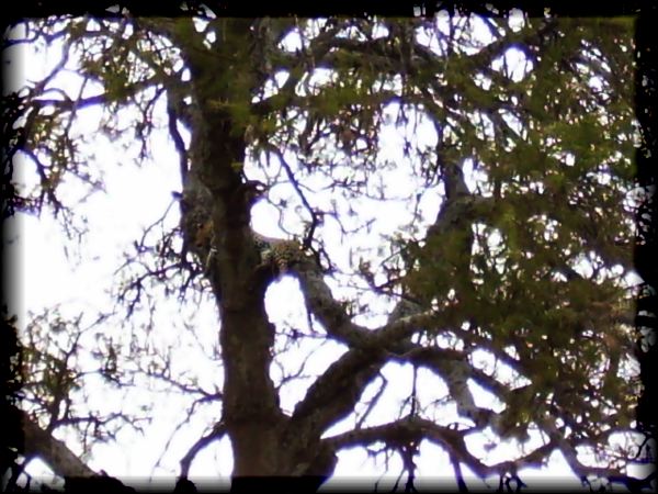 Leopard (at great distance)