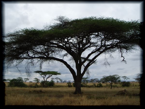 Acacia in the grassland