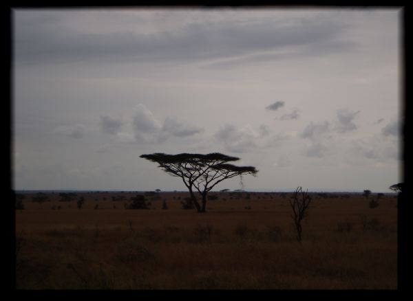 Acacia in the dusk