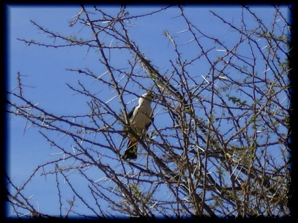 White-headed buffalo weaver