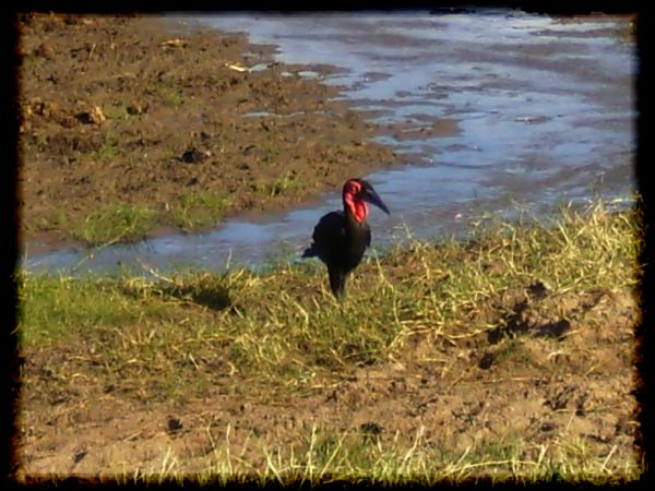 Ground hornbill